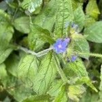 Pentaglottis sempervirensBlomma