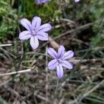 Aphyllanthes monspeliensis Fleur