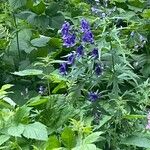 Aconitum variegatum ᱵᱟᱦᱟ