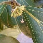 Strychnos pseudoquina Flor
