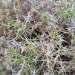 Drypis spinosa Likasa