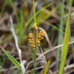 Carex aurea Habitus