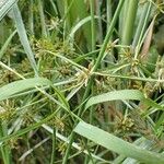 Cyperus fuscus Habitus