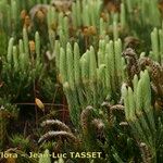 Lycopodium × oellgaardii Habit