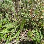 Inula montana Leaf