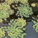 Ludwigia sedoides Leaf