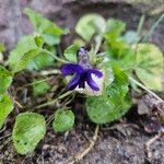 Viola odorata Habit