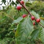 Frangula alnus Blad