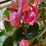 Anthurium nymphaeifolium Floare