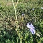 Cichorium intybusΛουλούδι