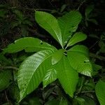 Alseis costaricensis Leht