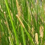 Eleocharis interstincta Flower