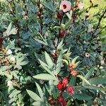 Hibiscus sabdariffa Φύλλο