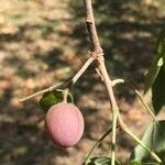 Commiphora mollis Fruto