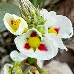 Sagittaria montevidensis 花