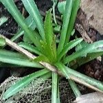 Campanula persicifolia 整株植物