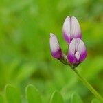 Astragalus asterias Flower