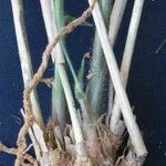 Panicum rudgei Cortiza