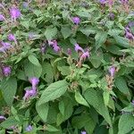 Strobilanthes attenuata Flower