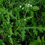 Parthenium hysterophorus पत्ता