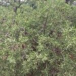 Salvadora australis आदत