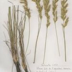 Helictochloa bromoides Libunga