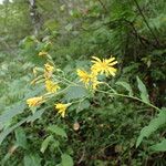 Hieracium prenanthoides Flower