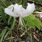 Lilium speciosum Çiçek
