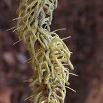 Faurea rochetiana Blüte