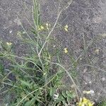 Sisymbrium orientale Flower