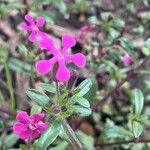 Saponaria calabrica Flower