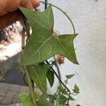 Senecio macroglossus Hoja