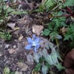 Borago officinalisBlüte