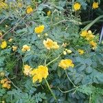 Senna bicapsularis Blatt