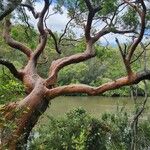 Angophora costata Bark