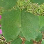 Bauhinia purpurea Yaprak