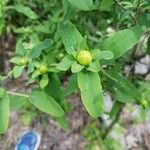 Hypericum frondosumഇല