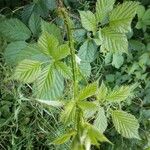 Rubus bertramii Blad