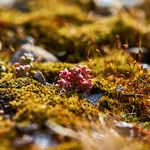 Sedum andegavense Квітка