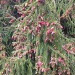 Picea orientalis Habit