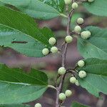 Grewia mollis Fruto