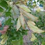 Haematoxylum campechianum ফল