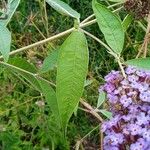 Buddleja davidii Ліст