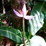 Musa velutina Fiore