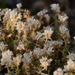 Arenaria aggregata Blüte