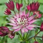 Astrantia major Cvet