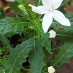 Hippobroma longiflora Folha