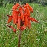 Aloe amudatensis Цветок