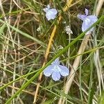 Lobelia kalmiiKwiat