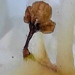 Hydrangea macrophylla Vaisius